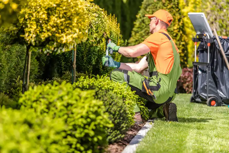 Yard Maintenance